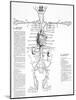 Circulatory System, 16th Century-Science Photo Library-Mounted Photographic Print