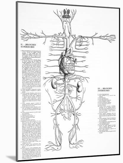 Circulatory System, 16th Century-Science Photo Library-Mounted Photographic Print