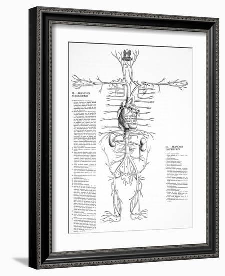 Circulatory System, 16th Century-Science Photo Library-Framed Photographic Print