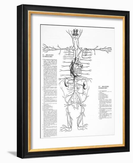 Circulatory System, 16th Century-Science Photo Library-Framed Photographic Print