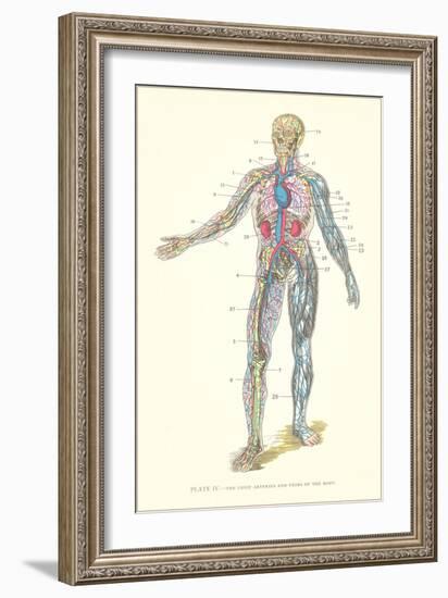 Circulatory System-null-Framed Art Print