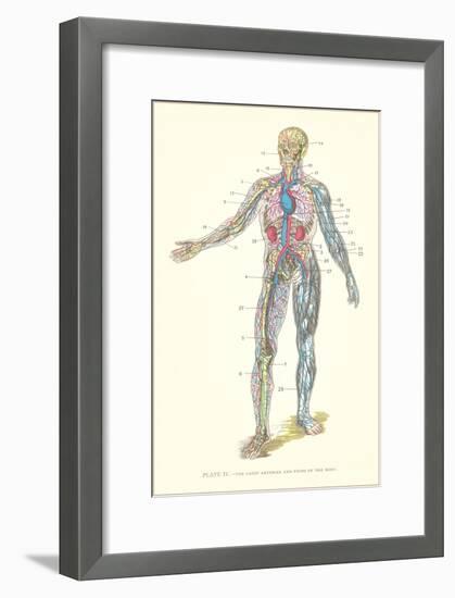 Circulatory System-null-Framed Art Print