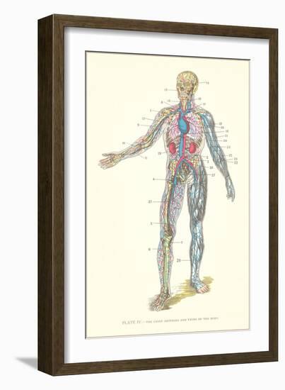 Circulatory System-null-Framed Art Print