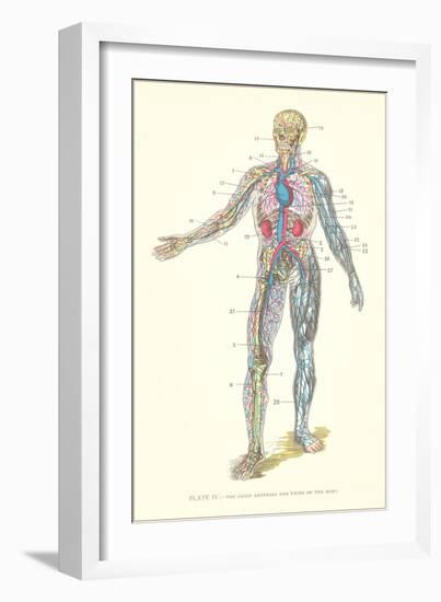Circulatory System--Framed Art Print