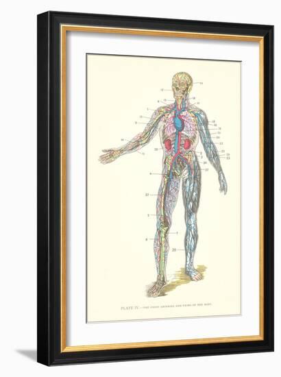 Circulatory System-null-Framed Art Print