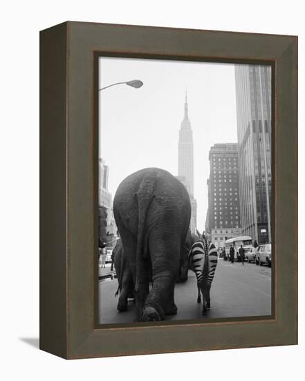 Circus Animals on 33rd Street-Bettmann-Framed Premier Image Canvas