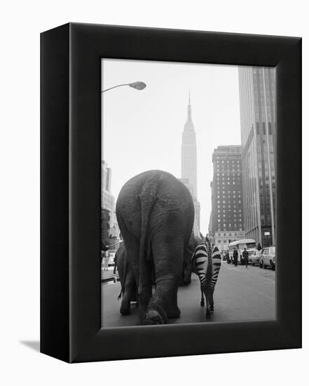 Circus Animals on 33rd Street-Bettmann-Framed Premier Image Canvas