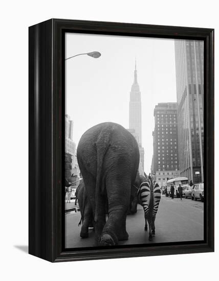 Circus Animals on 33rd Street-Bettmann-Framed Premier Image Canvas