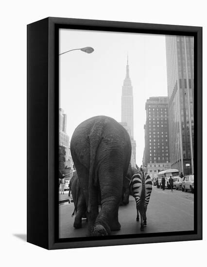 Circus Animals on 33rd Street-Bettmann-Framed Premier Image Canvas