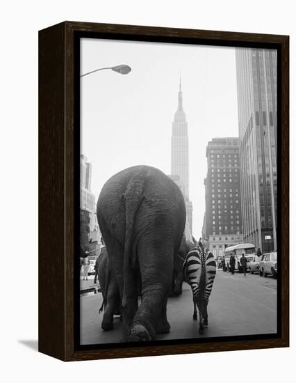 Circus Animals on 33rd Street-Bettmann-Framed Premier Image Canvas