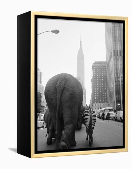 Circus Animals on 33rd Street-Bettmann-Framed Premier Image Canvas