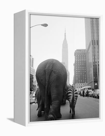 Circus Animals on 33rd Street-Bettmann-Framed Premier Image Canvas