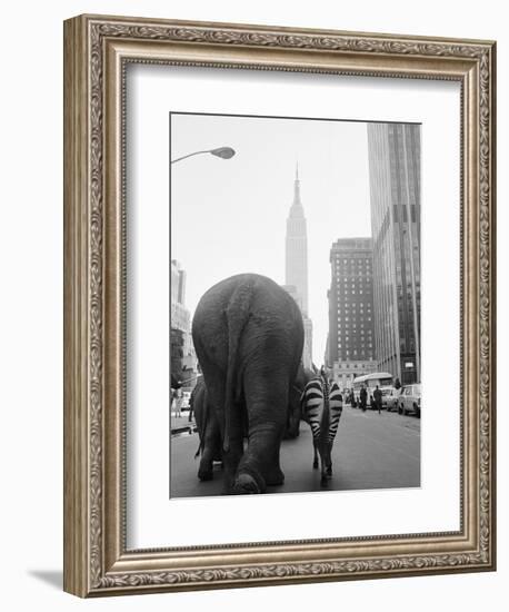 Circus Animals on 33rd Street-Bettmann-Framed Photographic Print