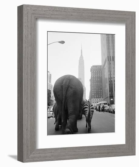 Circus Animals on 33rd Street-Bettmann-Framed Photographic Print