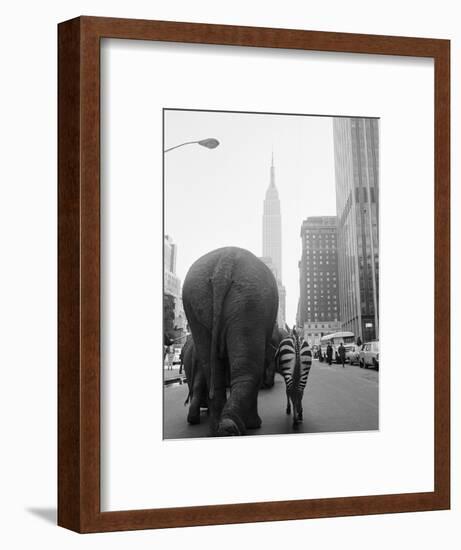 Circus Animals on 33rd Street-Bettmann-Framed Photographic Print