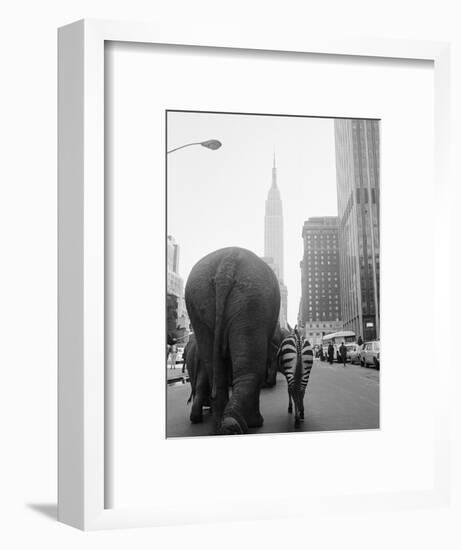 Circus Animals on 33rd Street-Bettmann-Framed Photographic Print