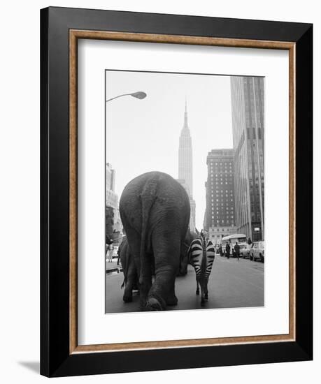 Circus Animals on 33rd Street-Bettmann-Framed Photographic Print
