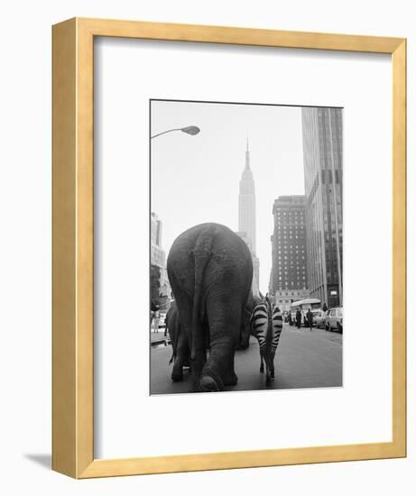 Circus Animals on 33rd Street-Bettmann-Framed Photographic Print