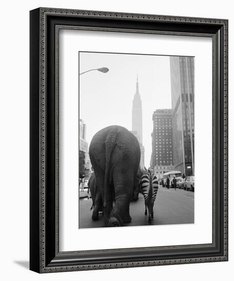 Circus Animals on 33rd Street-Bettmann-Framed Photographic Print