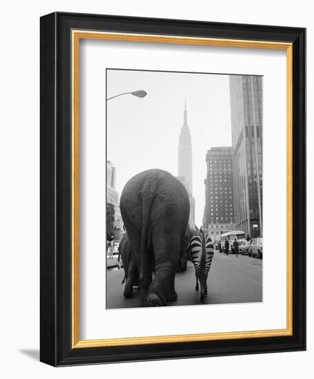 Circus Animals on 33rd Street-Bettmann-Framed Photographic Print