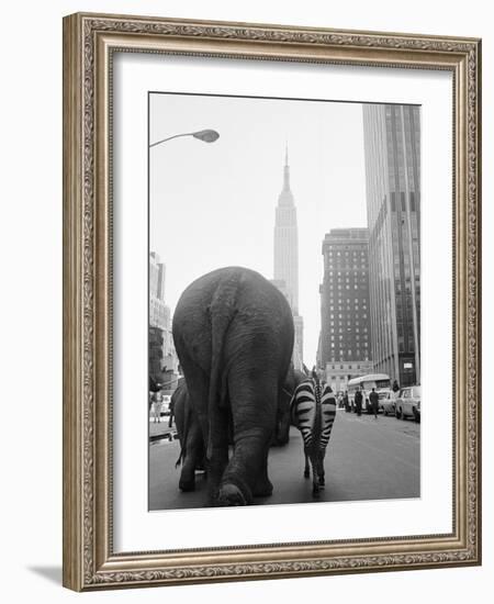 Circus Animals on 33rd Street-Bettmann-Framed Photographic Print