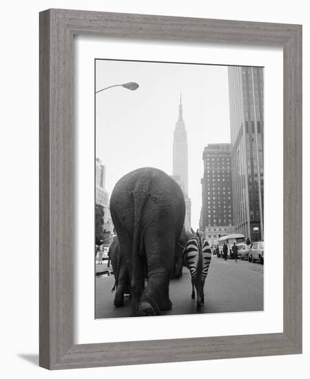 Circus Animals on 33rd Street-Bettmann-Framed Photographic Print