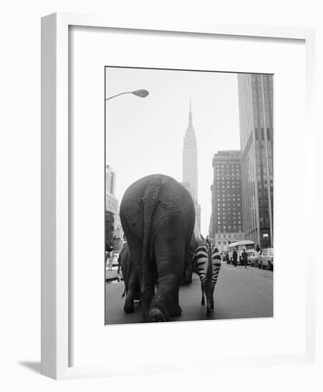 Circus Animals on 33rd Street-Bettmann-Framed Photographic Print