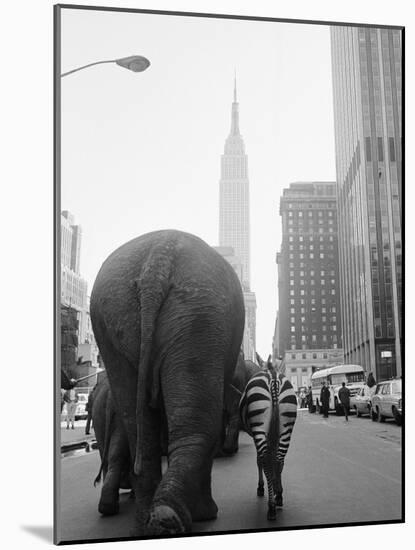 Circus Animals on 33rd Street-Bettmann-Mounted Photographic Print