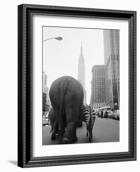 Circus Animals on 33rd Street-Bettmann-Framed Photographic Print