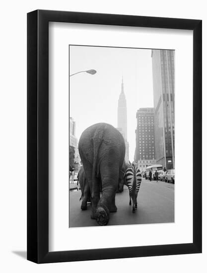 Circus Animals on 33Rd Street-Bettmann-Framed Photographic Print