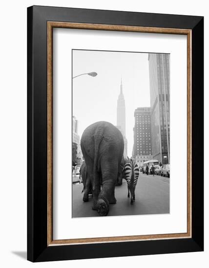 Circus Animals on 33Rd Street-Bettmann-Framed Photographic Print