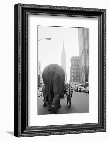 Circus Animals on 33Rd Street-Bettmann-Framed Photographic Print