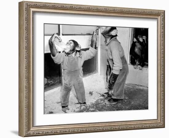 Circus Chimps 1954-Bill Ellman-Framed Photographic Print