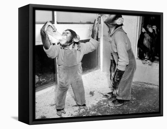 Circus Chimps 1954-Bill Ellman-Framed Premier Image Canvas