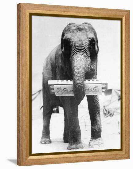 Circus Elephant with Harmonica-null-Framed Premier Image Canvas