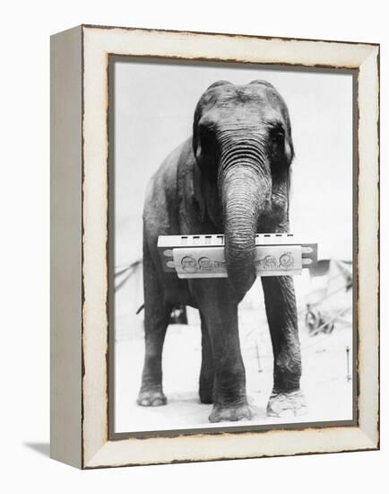 Circus Elephant with Harmonica-null-Framed Premier Image Canvas