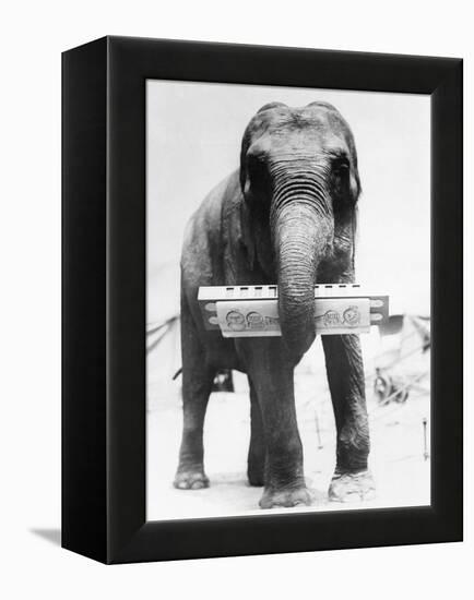 Circus Elephant with Harmonica-null-Framed Premier Image Canvas