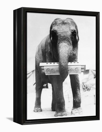 Circus Elephant with Harmonica-null-Framed Premier Image Canvas