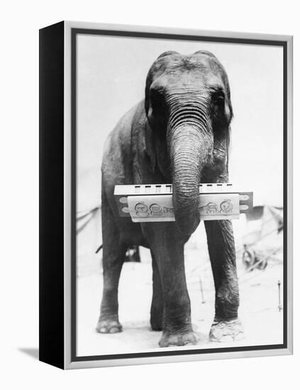 Circus Elephant with Harmonica-null-Framed Premier Image Canvas