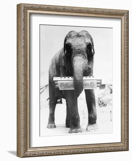 Circus Elephant with Harmonica-null-Framed Photographic Print