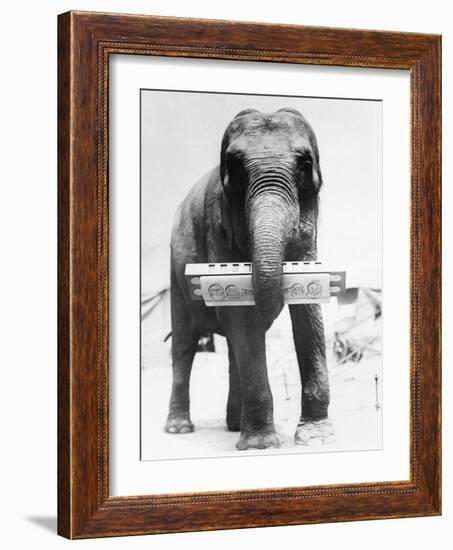 Circus Elephant with Harmonica-null-Framed Photographic Print