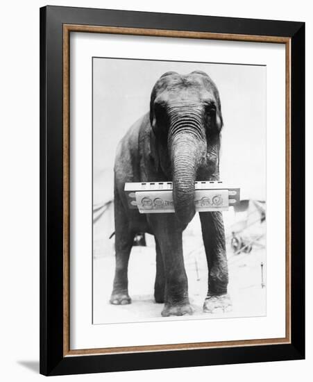 Circus Elephant with Harmonica-null-Framed Photographic Print
