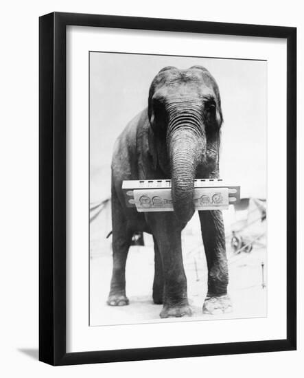 Circus Elephant with Harmonica-null-Framed Photographic Print