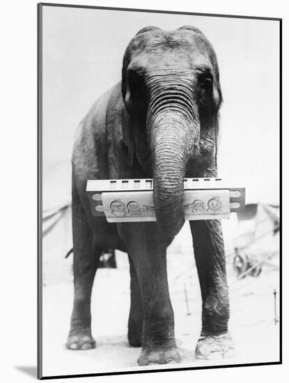 Circus Elephant with Harmonica-null-Mounted Photographic Print