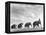 Circus Elephants Walking in Line-Cornell Capa-Framed Premier Image Canvas