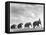 Circus Elephants Walking in Line-Cornell Capa-Framed Premier Image Canvas