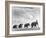 Circus Elephants Walking in Line-Cornell Capa-Framed Photographic Print