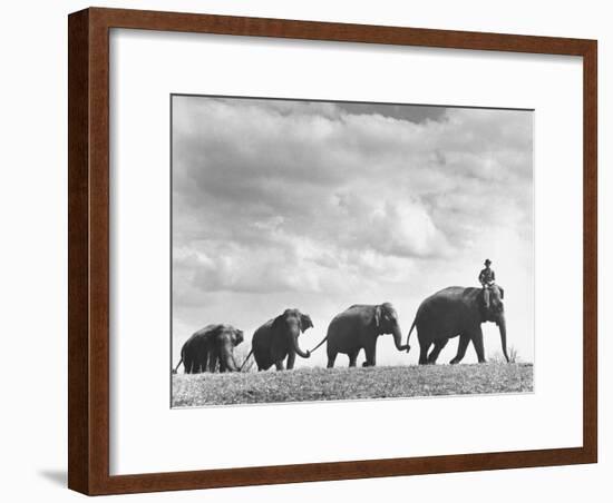 Circus Elephants Walking in Line-Cornell Capa-Framed Photographic Print