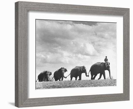 Circus Elephants Walking in Line-Cornell Capa-Framed Photographic Print