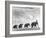 Circus Elephants Walking in Line-Cornell Capa-Framed Photographic Print